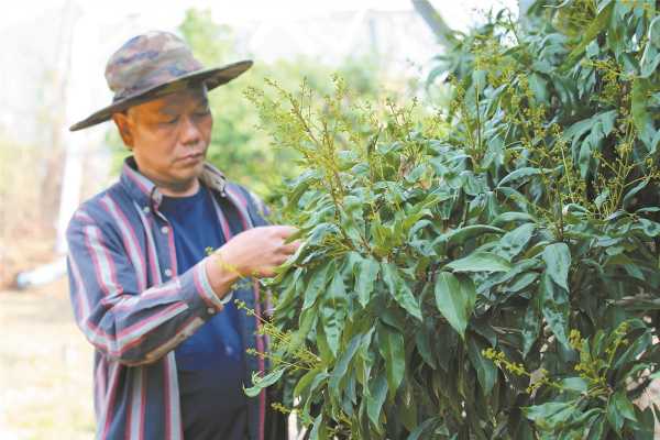 东莞樟木头镇繁华吗?荔枝成花喜人 有望迎来丰年