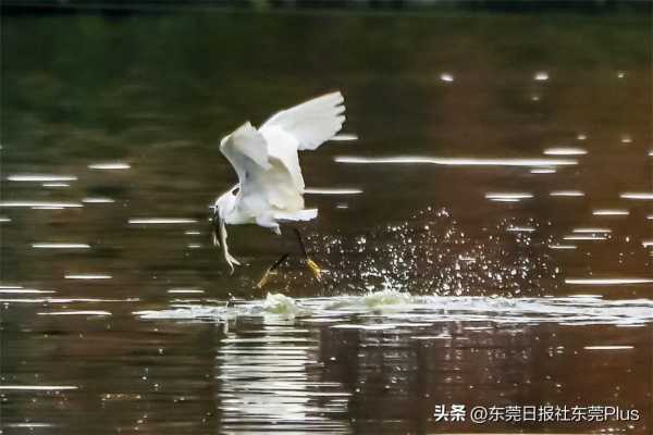 茶山镇是不是东莞最差?茶山古镇旅游景点