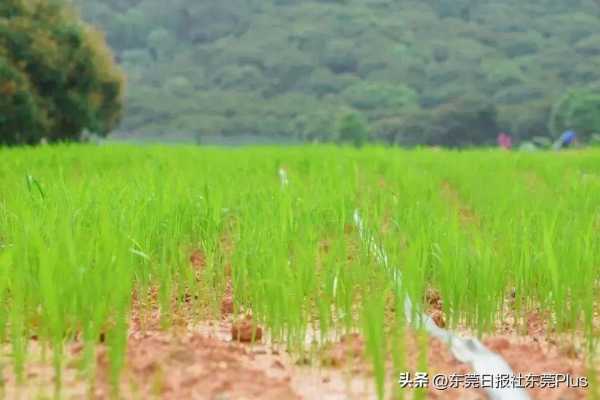 水濂山在东莞哪个镇?7月这里可欣赏百亩稻浪