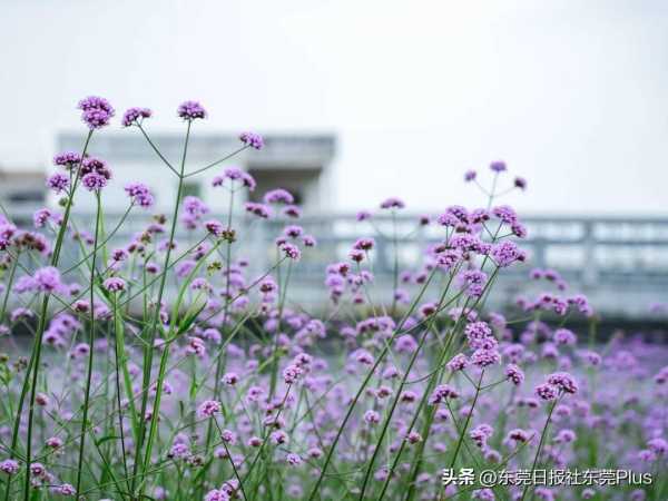 东莞最近很火爆的花海在哪里?东莞好去处