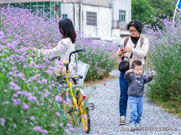 东莞最近很火爆的花海在哪里?东莞好去处