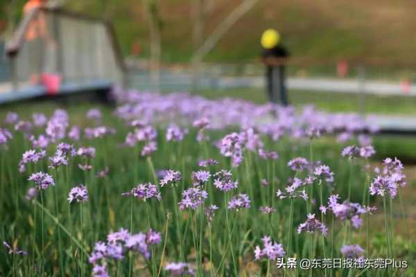 东莞市中心公园在哪里?开放时间定了