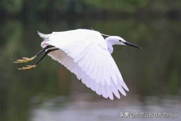 茶山镇是不是东莞最差?茶山古镇旅游景点