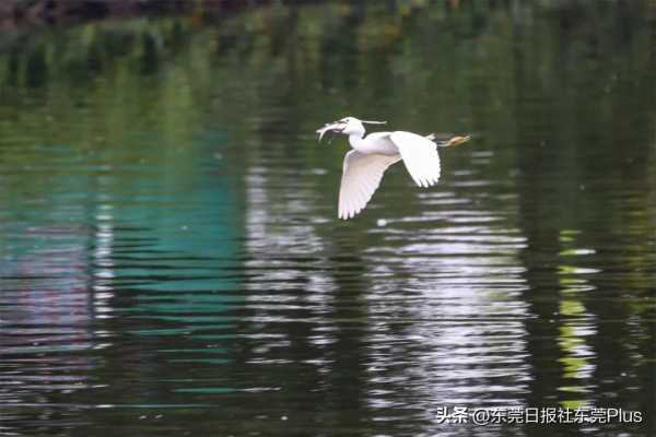 茶山镇是不是东莞最差?茶山古镇旅游景点