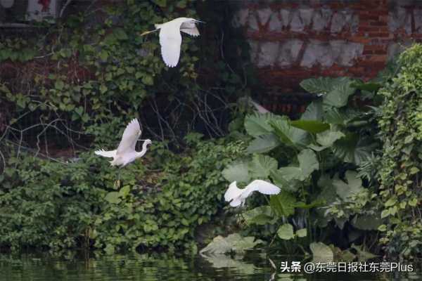 茶山镇是不是东莞最差?茶山古镇旅游景点