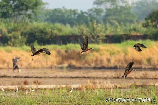 东莞最落后的镇谢岗镇首次发现5只彩鹮