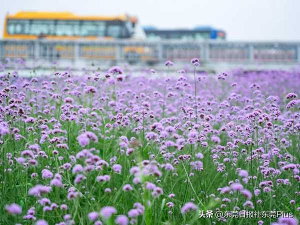 东莞最近很火爆的花海在哪里?东莞好去处