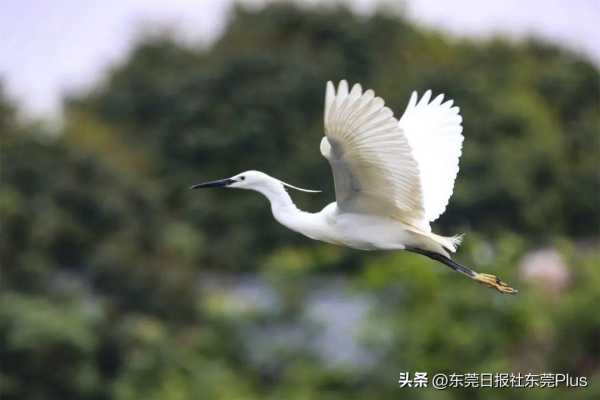 茶山镇是不是东莞最差?茶山古镇旅游景点