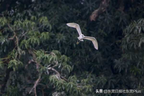 茶山镇是不是东莞最差?茶山古镇旅游景点