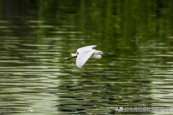 茶山镇是不是东莞最差?茶山古镇旅游景点