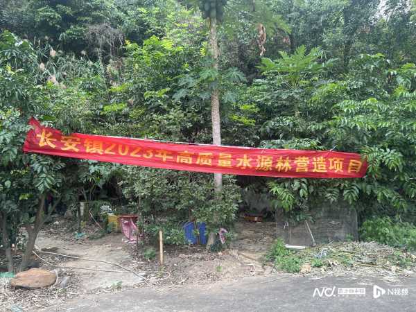 东莞长安连日砍树?当地回应称正进行树种更换