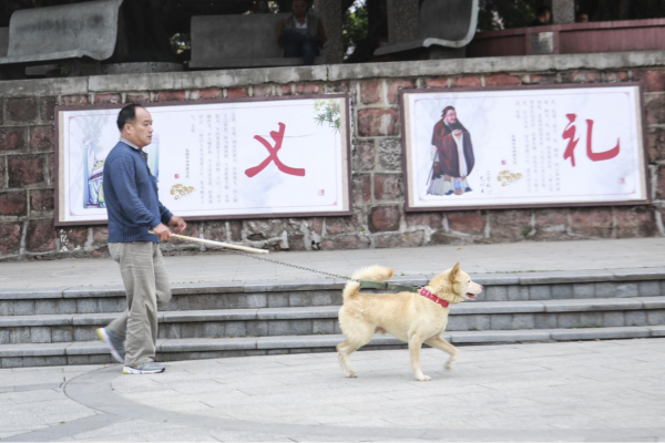 东莞养狗要办狗证吗?养狗需要什么手续