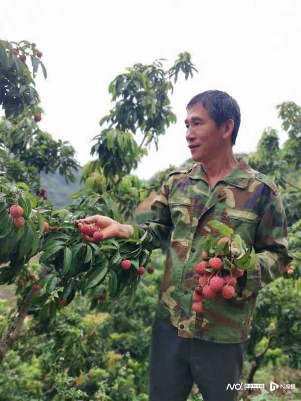 东莞哪里的荔枝最好吃?大朗揽获全国金奖