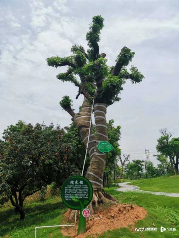 东莞大朗镇什么最出名?大朗荔枝了解一下