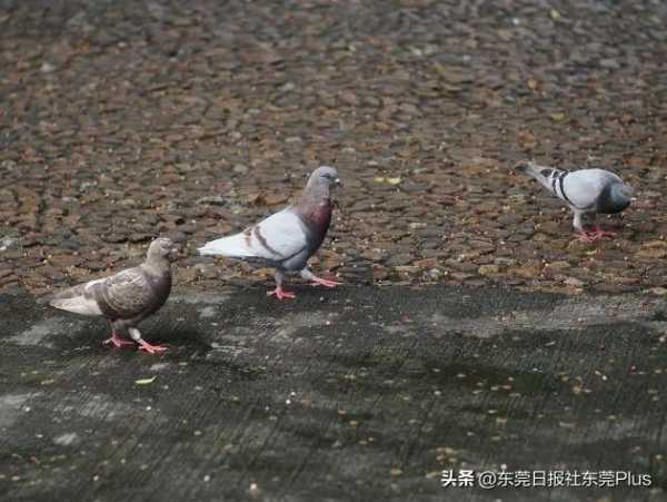 东莞人民公园有什么好玩的?藏着这么多“网红”