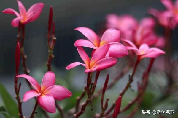 东莞茶山镇富裕吗现在?东莞茶山是哪个区