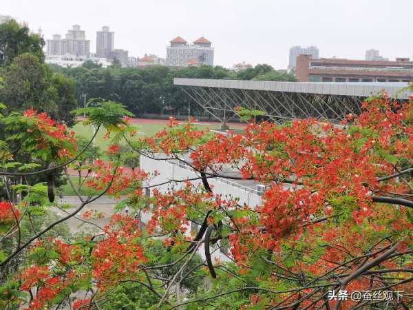 东莞茶山镇富裕吗现在?东莞茶山是哪个区