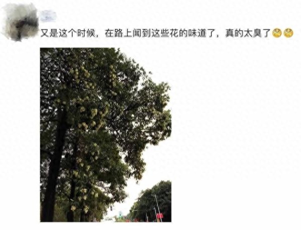 石楠花为什么那么多?东莞“奇臭无比”的花开了