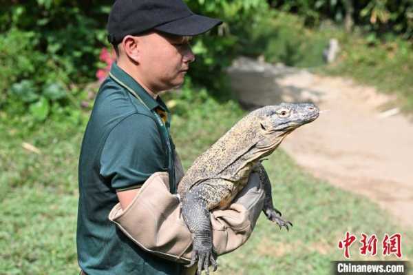 广州长隆成功繁育科莫多龙首开探访