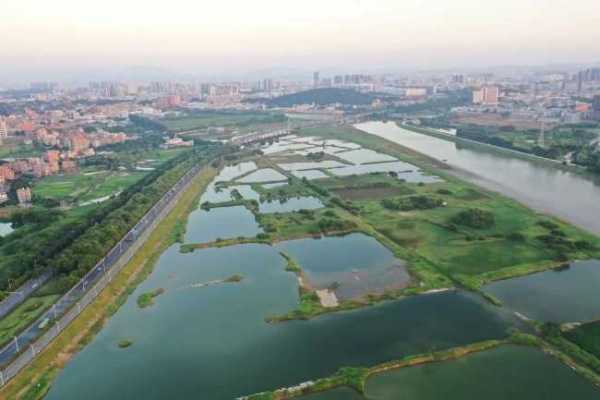 东莞青鹤湾鸟类有哪些?列入湿地重要名录