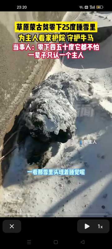 蒙古獒零下20度睡雪地看家护院