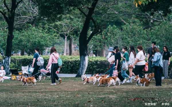 024东莞遛狗圣地集合开派对"